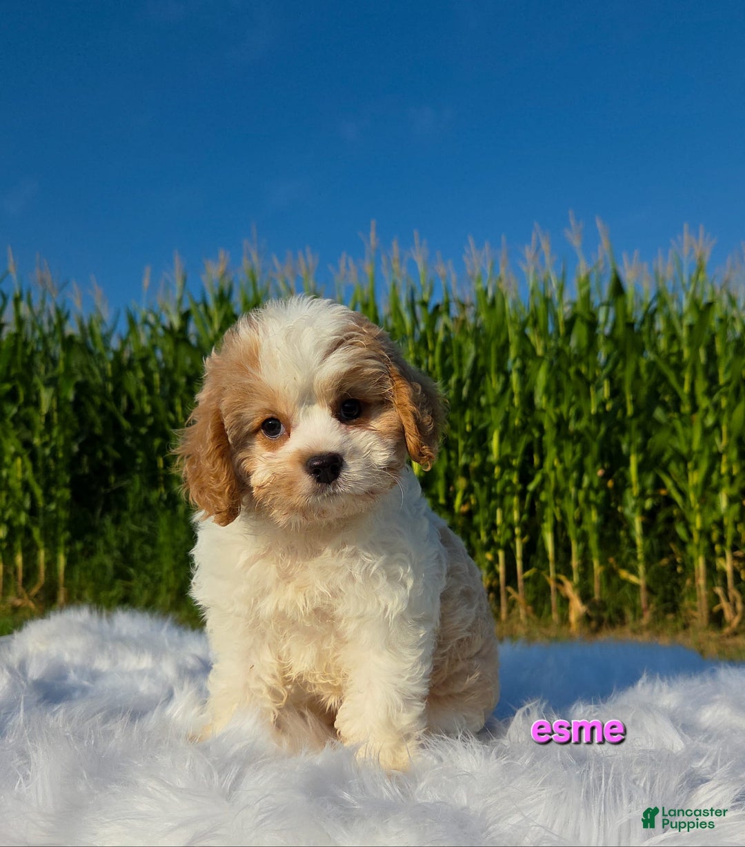 Cavapoo dogs for sale: Cavapoo 2 puppies - Image 4