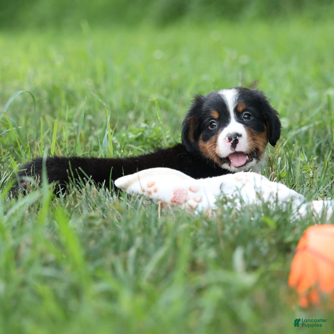 Bernese Mountain Dog dogs for sale: Sonny - Image 10