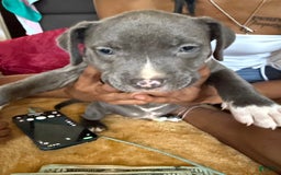 American Pit Bull Terrier dogs for sale: Snoop - Image 4
