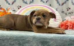 English Bulldog dogs for sale: Tresa - Image 1
