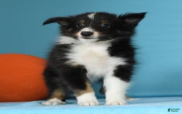 Shetland Sheepdog dogs for sale: Meekah - Image 5