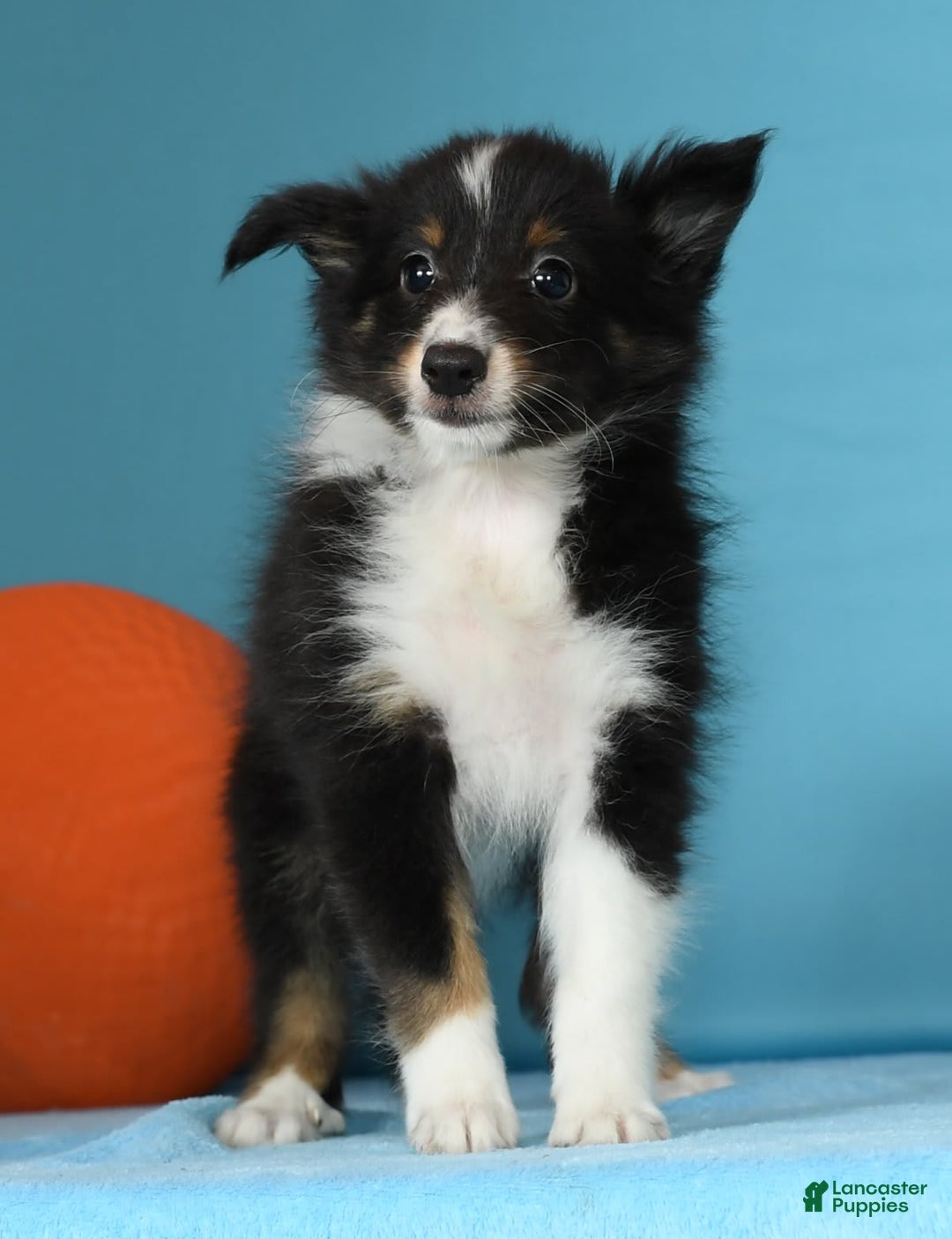 Shetland Sheepdog dogs for sale: Meekah - Image 5