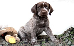 German Shorthaired Pointer dogs for sale: Rocky - Image 1