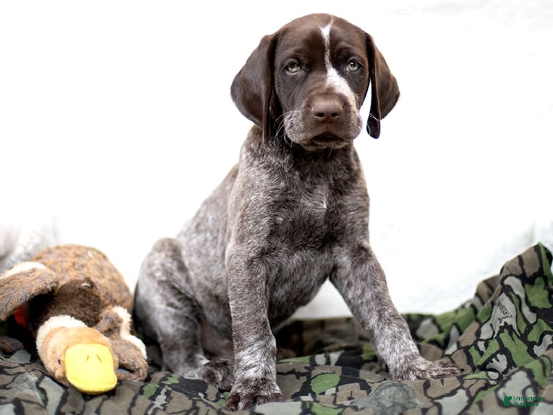 German Shorthaired Pointer dogs for sale: Rocky - Image 1
