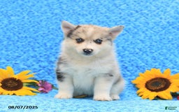 Pomsky dogs for sale: Maisie - Image 2