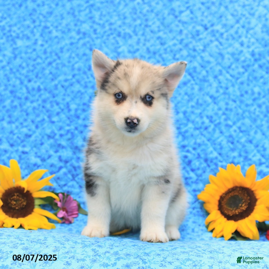Pomsky dogs for sale: Maisie - Image 2