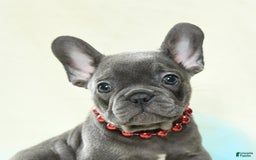French Bulldog dogs for sale: Thatcher Akc - Image 5