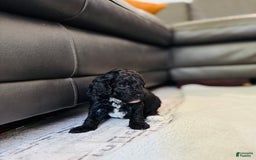 Toy Poodle dogs for sale: Pure Breed Toy Poodle Girl - Image 1
