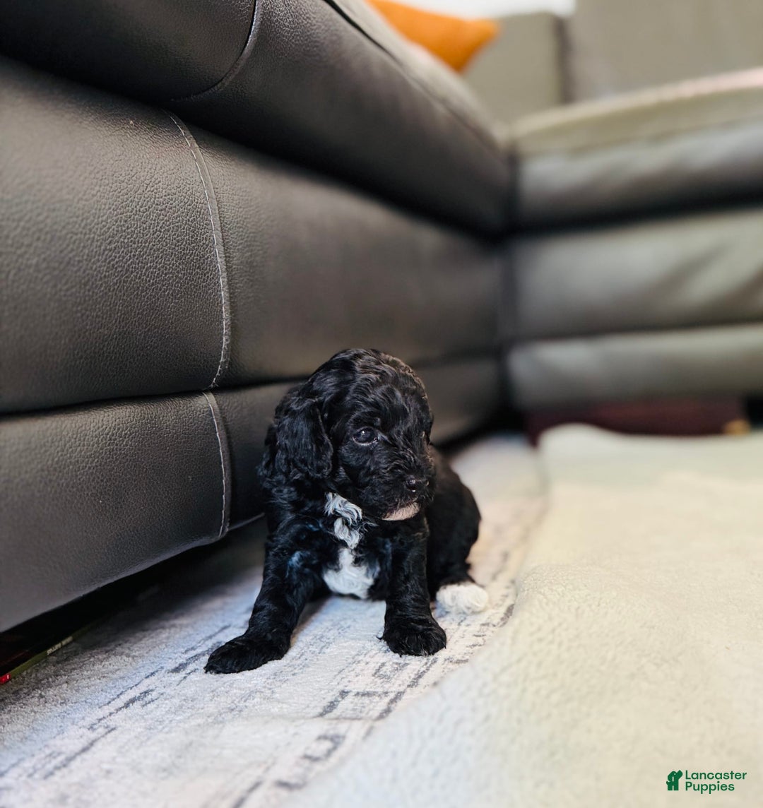 Toy Poodle dogs for sale: Pure Breed Toy Poodle Girl - Image 1