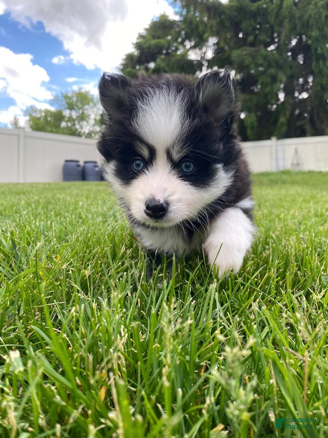 Pomsky dogs for sale: Luffy - Image 2