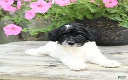 Cavapoo dogs for sale: Sweetie - Image 3