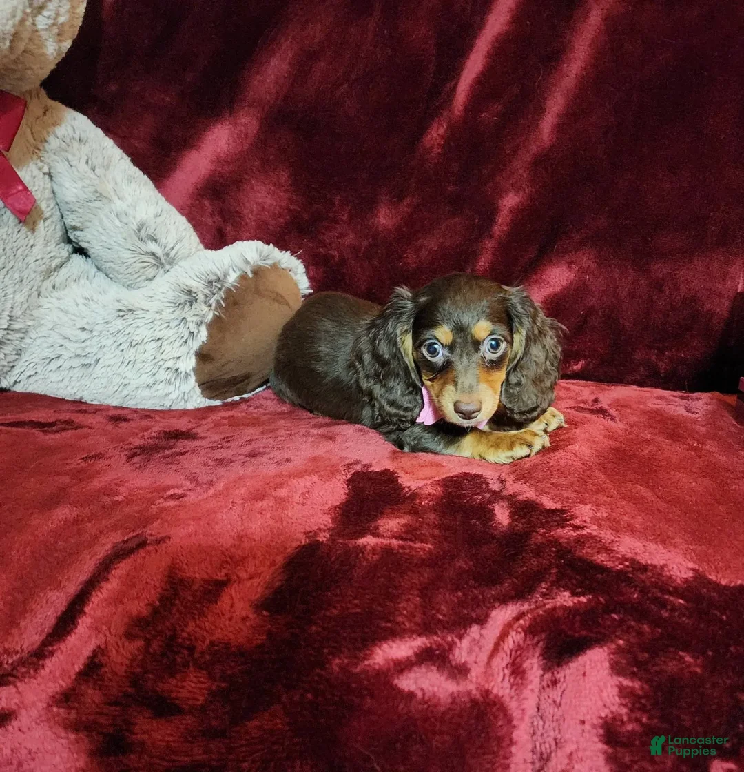 Miniature Dachshund dogs for sale: CANDY - Image 8