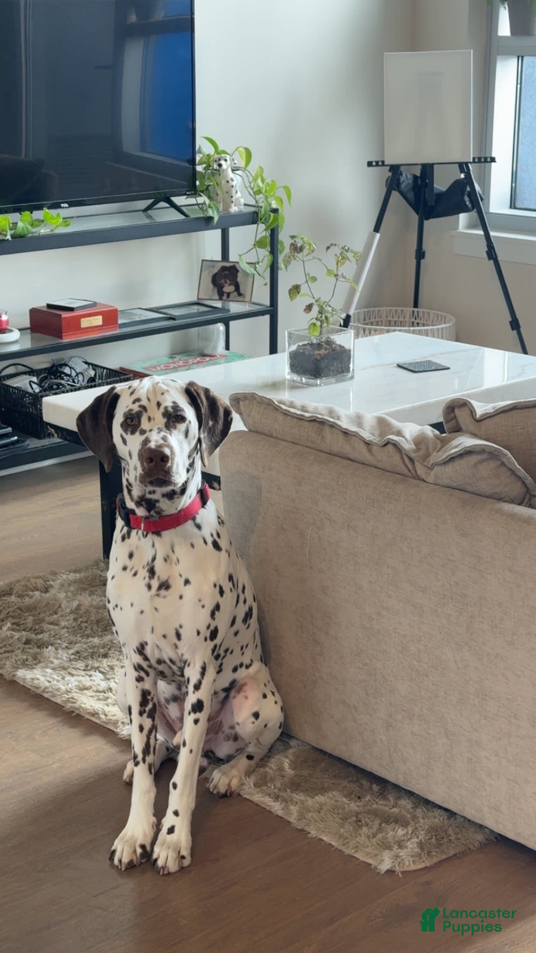 Dalmatian dogs for sale: Caitlin Bark - Image 4