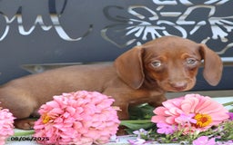 Miniature Dachshund dogs for sale: Lexi - Image 3