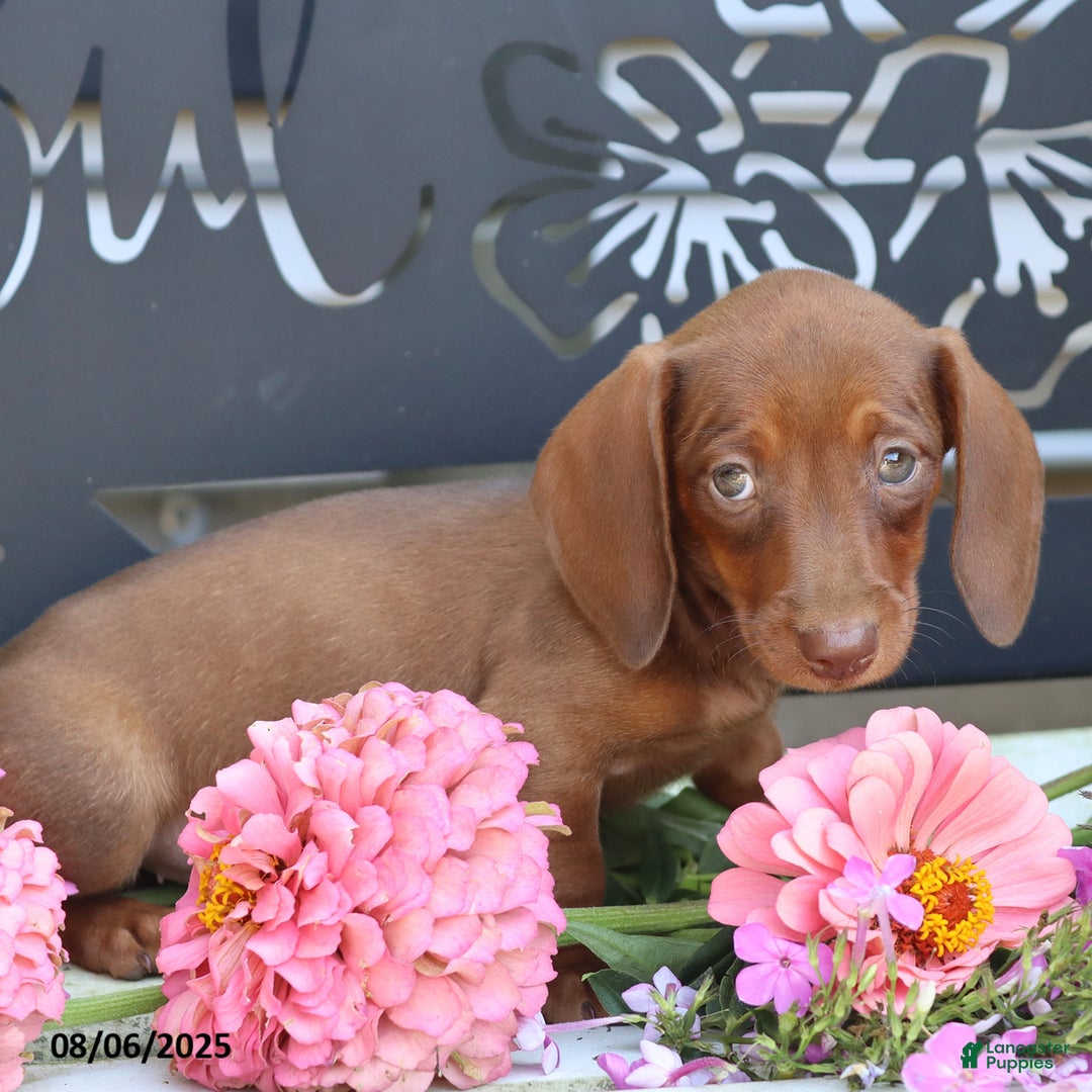 Miniature Dachshund dogs for sale: Lexi - Image 3