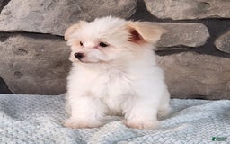 Havanese dogs for sale: Daisy - Image 4