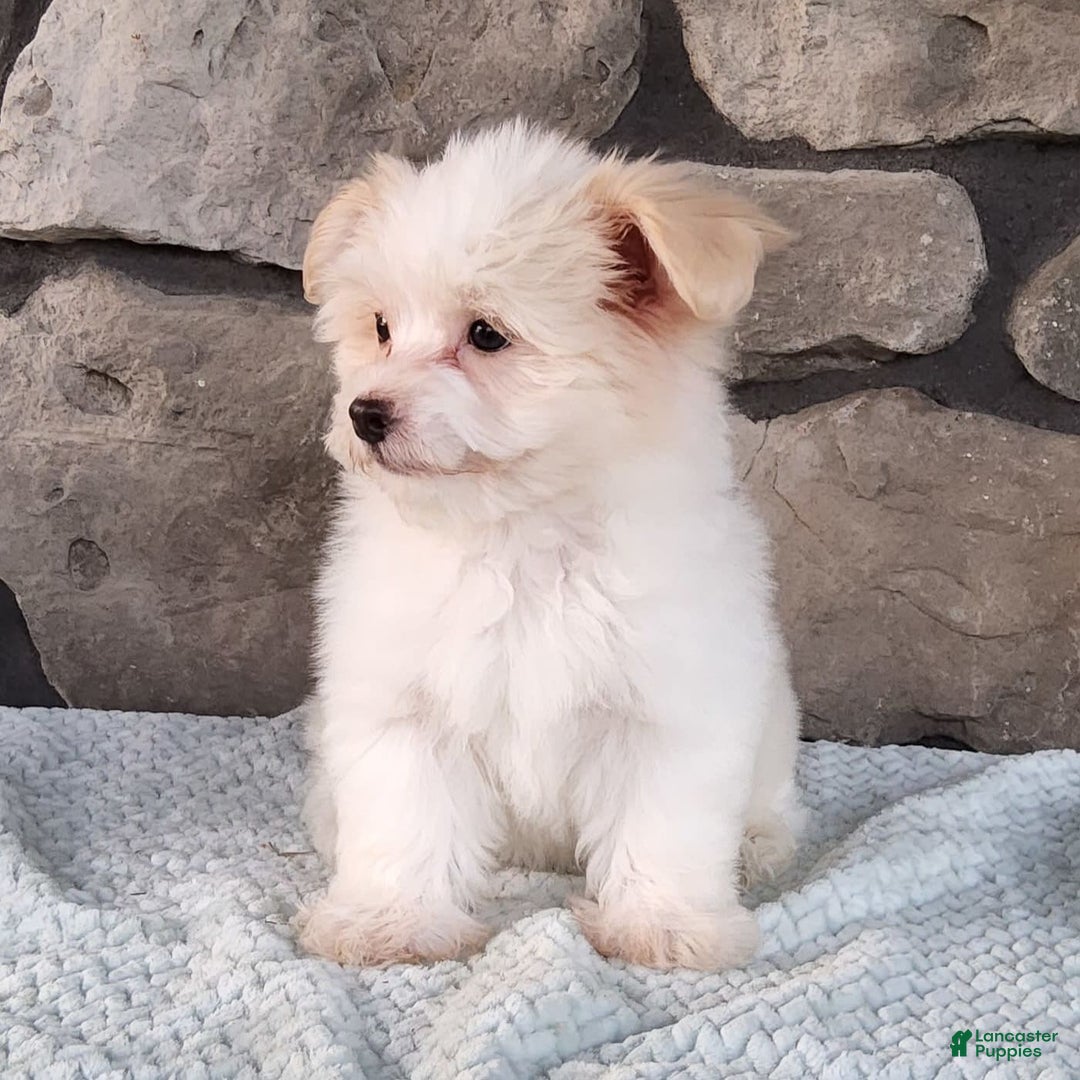 Havanese dogs for sale: Daisy - Image 4