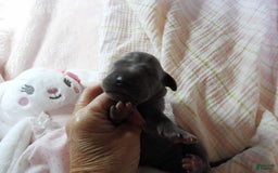 Great Dane dogs for sale: Sky - Image 5