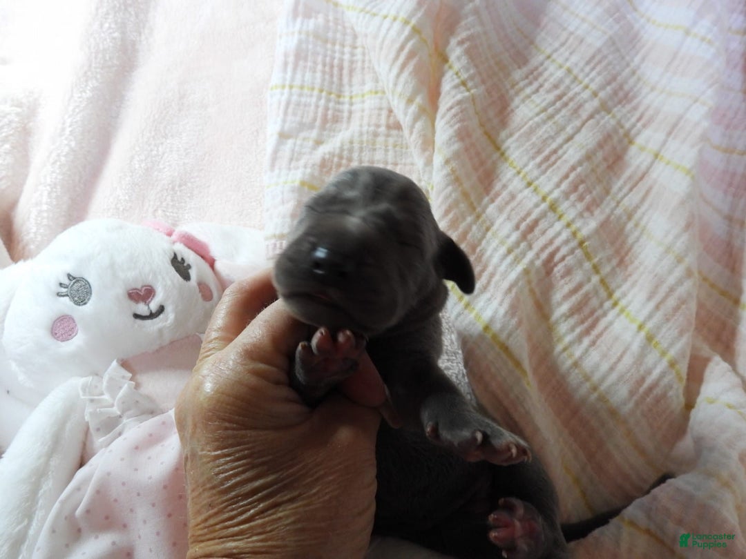 Great Dane dogs for sale: Sky - Image 5