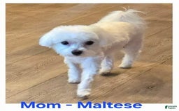 Morkie dogs for sale: Morkie Male 3 - Image 6