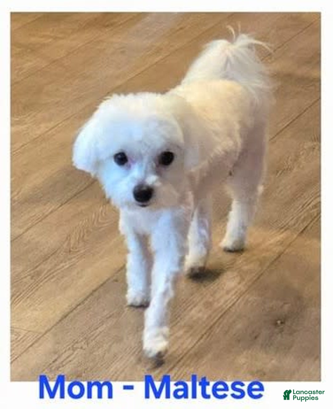 Morkie dogs for sale: Morkie Male 3 - Image 6