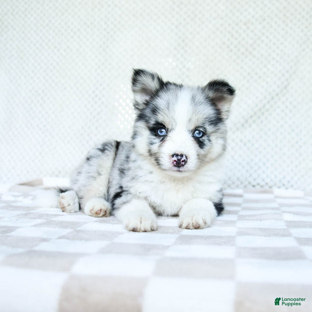 Pomsky dogs for sale: Bindy - Image 3