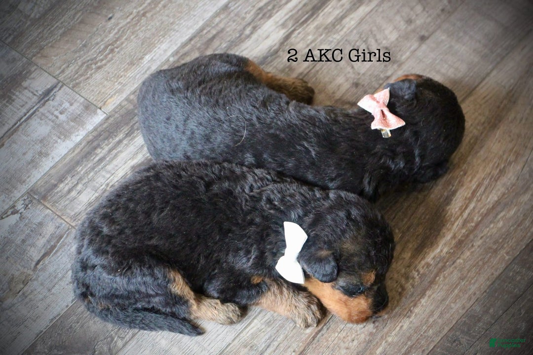 Airedale Terrier dogs for sale: Adella - Image 1