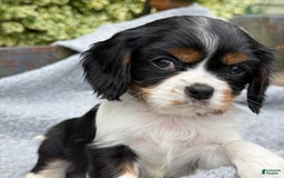 Cavalier King Charles Spaniel dogs for sale: Cody - Image 3