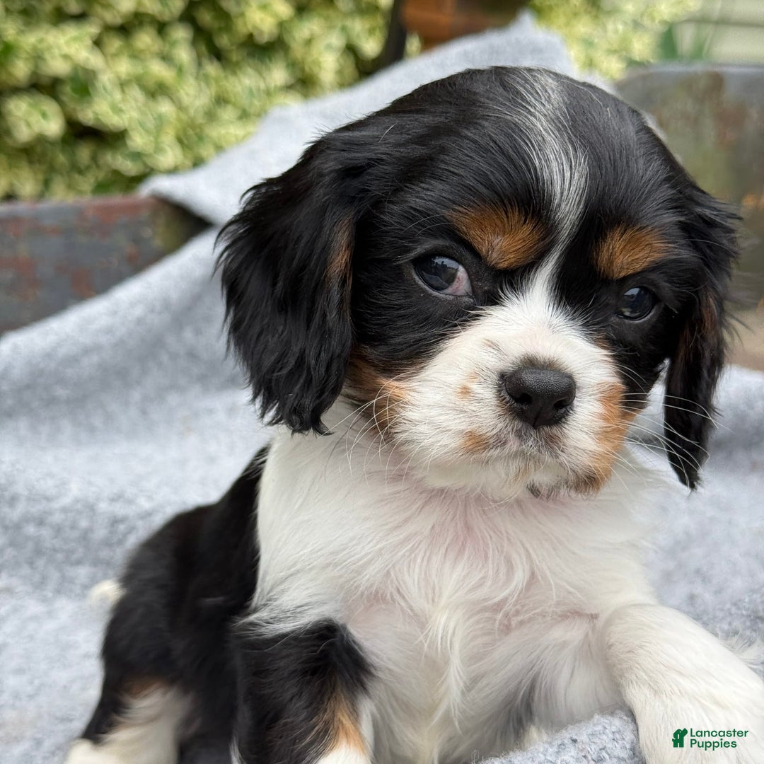 Cavalier King Charles Spaniel dogs for sale: Cody - Image 3