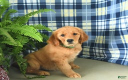 Golden Retriever dogs for sale: Linda - Image 6