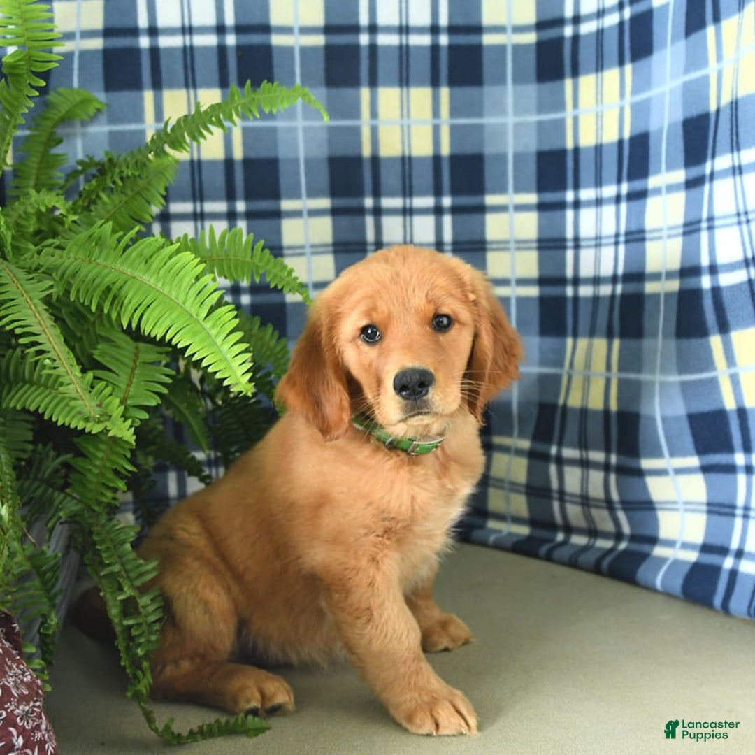 Golden Retriever dogs for sale: Linda - Image 6