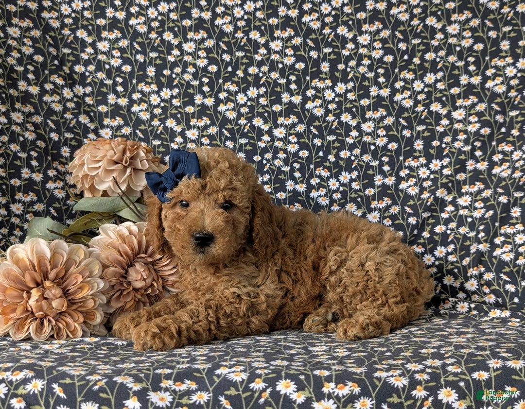  dogs for sale: Mini Goldendoodle 7 puppies - Image 14