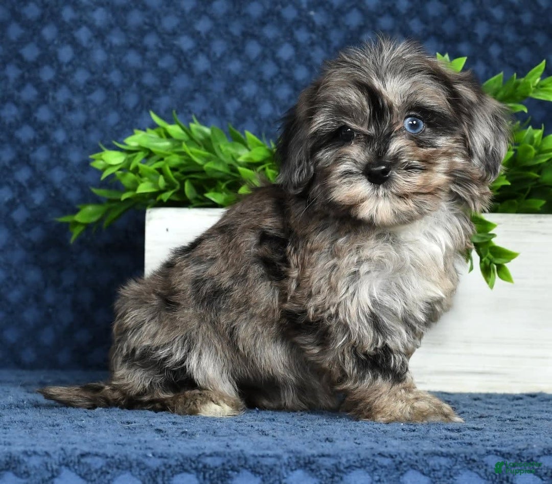 Havapoo dogs for sale: Wendy - Image 9