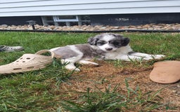 Aussiedoodle dogs for sale: Lincoln - Image 1
