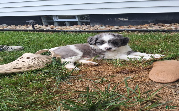 Aussiedoodle dogs for sale - Ad 1