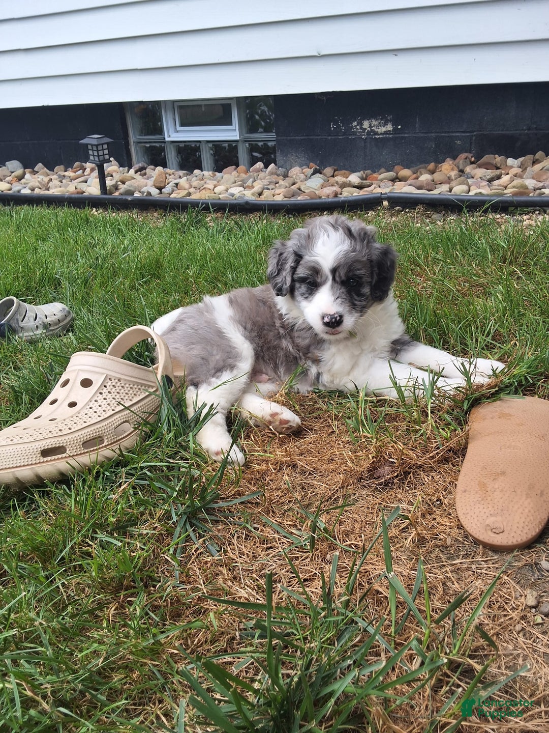 Aussiedoodle dogs for sale: Lincoln - Image 1