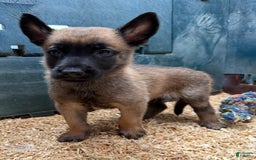 Belgian Malinois dogs for sale: Major - Image 5