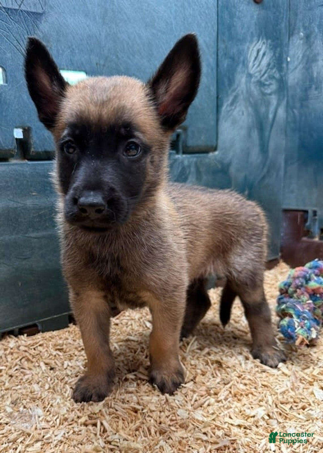 Belgian Malinois dogs for sale: Major - Image 5
