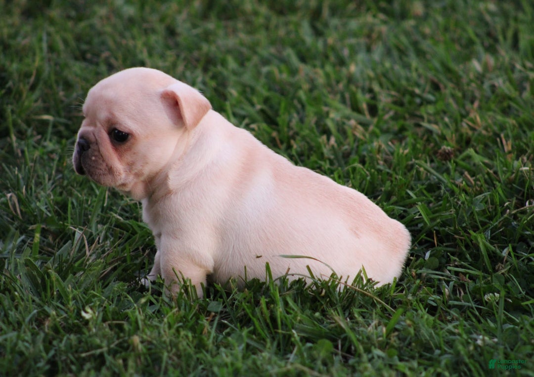 French Bulldog dogs for sale: Lincoln - Image 8