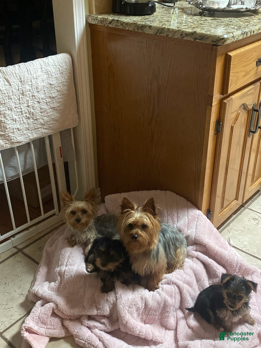 Yorkshire Terrier dogs for sale: Max - Image 3