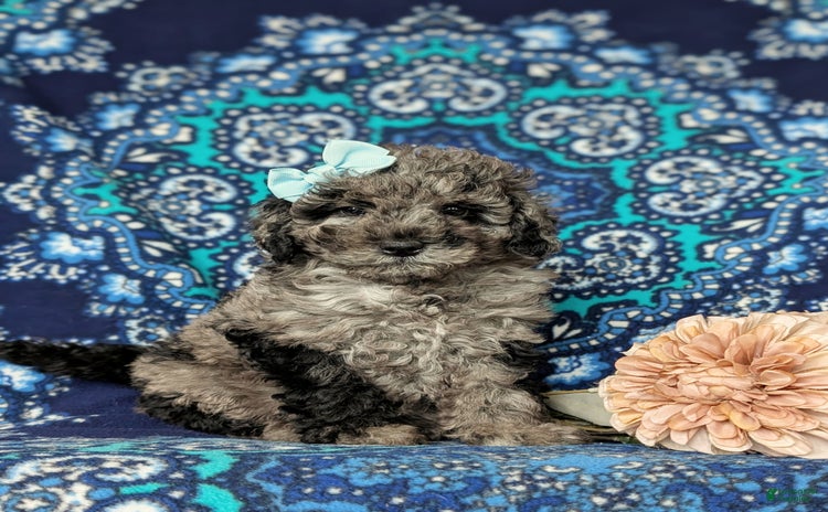 Miniature Poodle dogs for sale - Ad 2