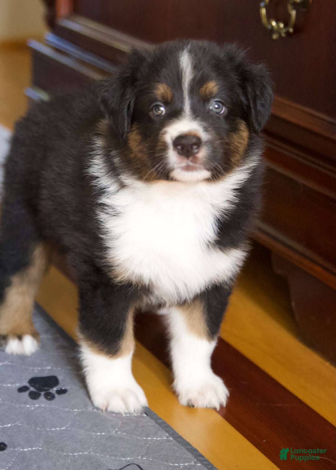 Australian Shepherd dogs for sale: Mango - Image 1