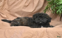 Bichpoo dogs for sale: Peppermint Patty - Image 9