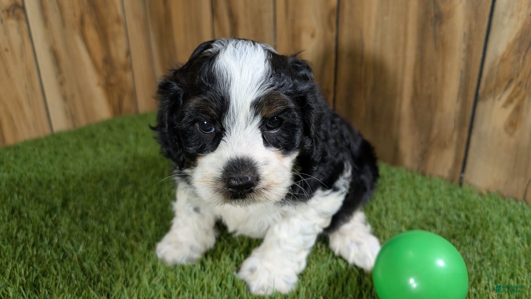 Cavapoo dogs for sale: Missy Boy 2 - Image 8
