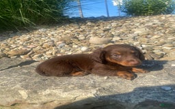 Miniature Dachshund dogs for sale: Beans - Image 4