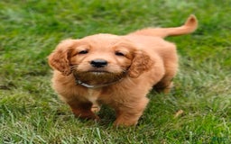 Goldendoodle dogs for sale: Rocky - Image 6