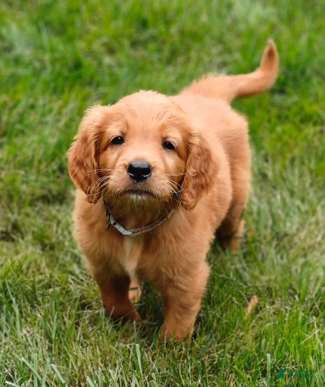 Goldendoodle dogs for sale: Rocky - Image 6
