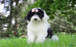 Sheepadoodle dogs for sale: Lola - Image 5