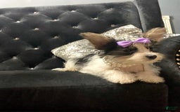 Yorkshire Terrier dogs for sale: Patrick Starr - Image 35