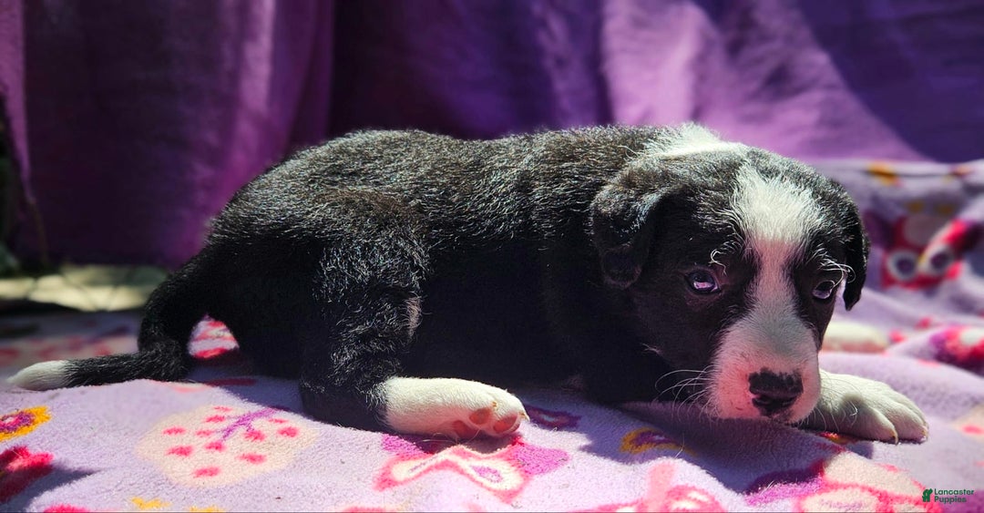 Border Collie dogs for sale: Fang - Image 12